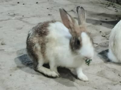 Red eyes rabbits
