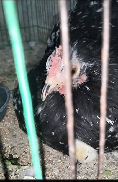 white,molted bantams  with chicks