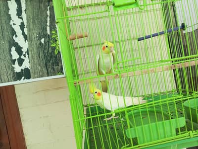 cocktail Bird pair for sale
