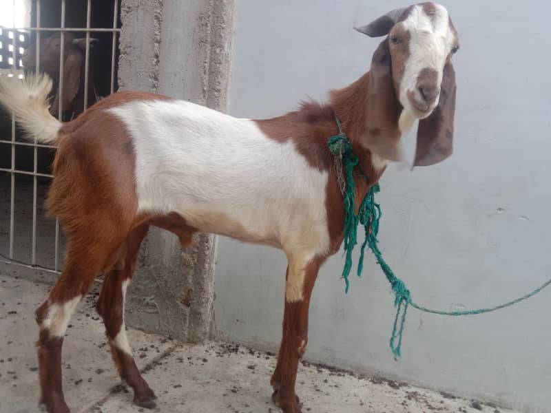bakra 0
