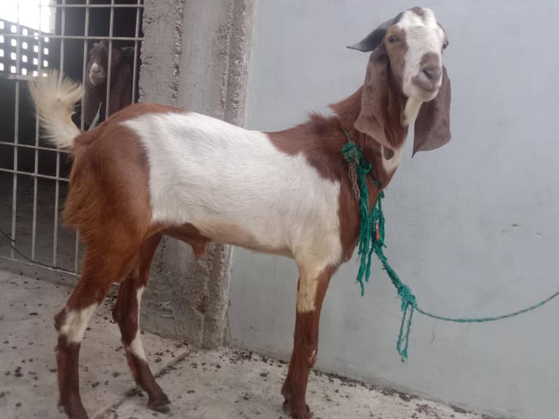 bakra 1