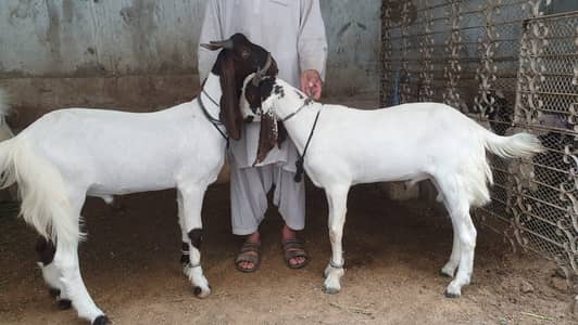 Beautiful goats