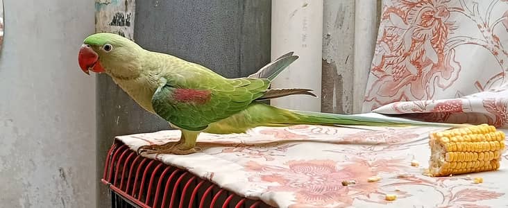 Alexander Male Home-raised with Cage
