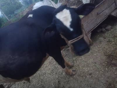 Bull for Qurbani  ghar ka pala how ha