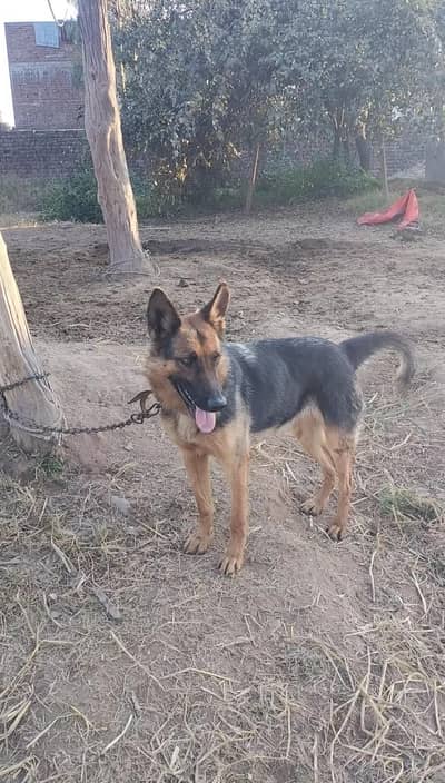 German shepherd Female For Sale with puppies
