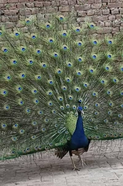 blue shoulder green jave breader male for sale