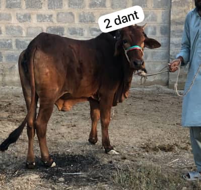 Qurbani ke janwar for sale
