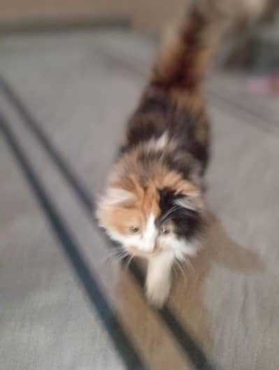 female Persian cat