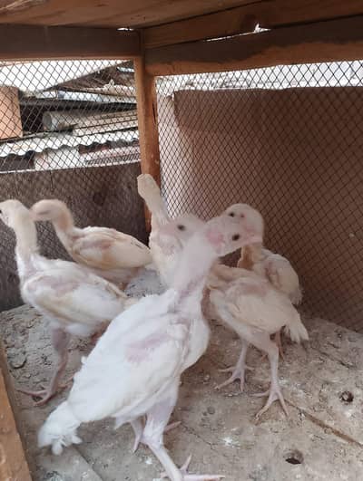 Heera aseel chicks