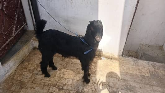 Black Bakra