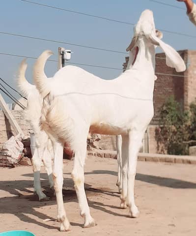 Rajanpuri bakra 2026 kurbani (4dant,,100kg)