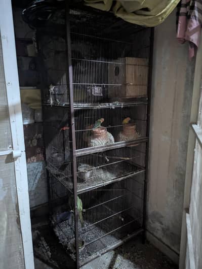 Parrots/Cages for sale