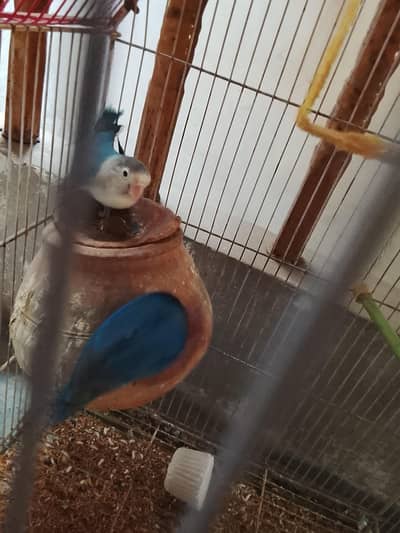 love birds pair