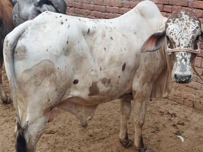 Qurbani 2026 wachey 850 per kg desi khubsurat free home delive