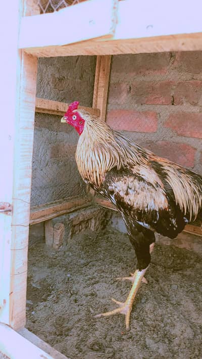 Breed Aseel lakha