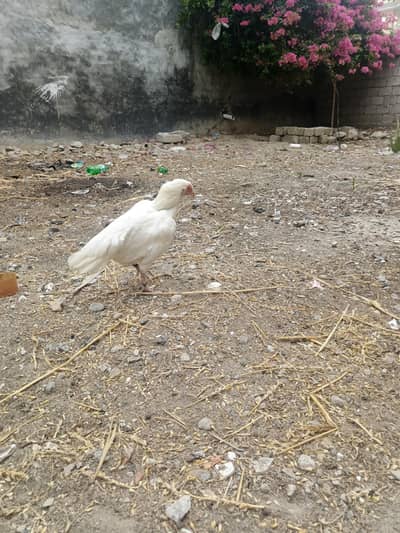 white aseel