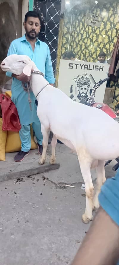 Turkey qulabi pure quality Beautiful male