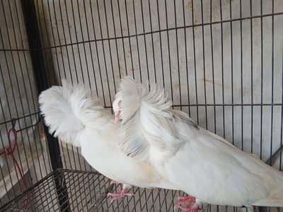 Jacobin pair /Budapest male