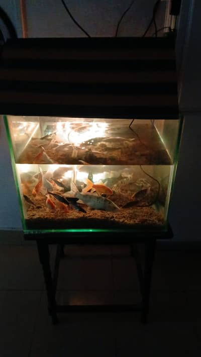 19 different types of beautiful fish