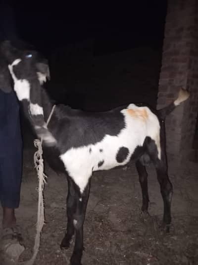 3 Goat for sale Qurbani k liy bakry available