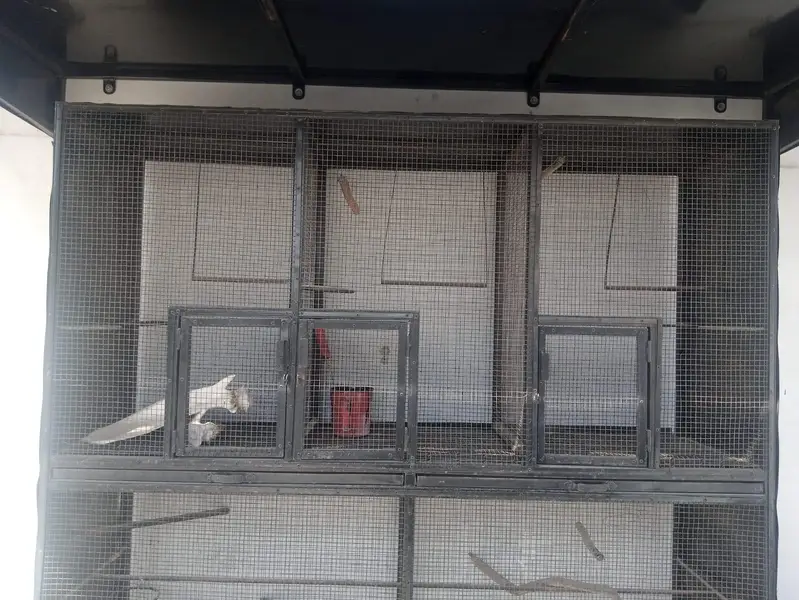 CAGE FOR HENS AND BIRDS FOR SALE!! — photo 2