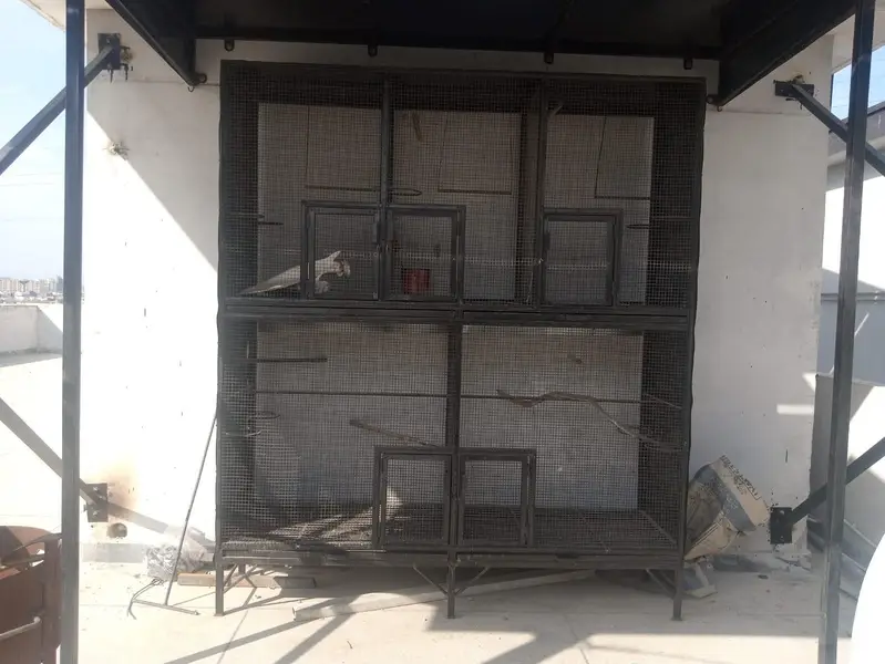 CAGE FOR HENS AND BIRDS FOR SALE!! — photo 5