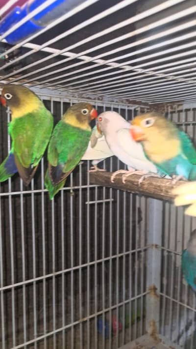 love bird mixed cermino and albino