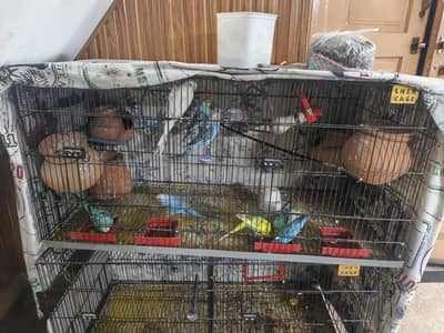 5 pairs breeder budgies | 1 pair love bird | 2 large cages