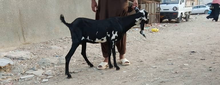 beetal path / bakri  for sale