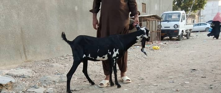 beetal path bakri first timer 0 314 2274405