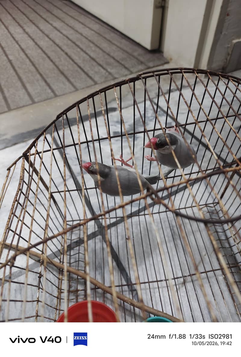silver java pair 0