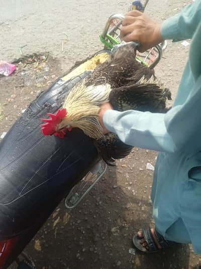 hens 2 kg
