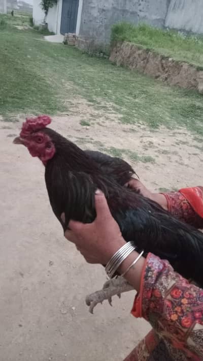 Aseel Murga