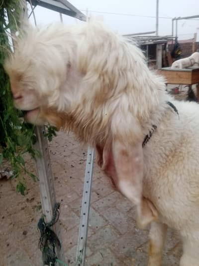 Pure kajla fresh 2 dant sale he 03098287558