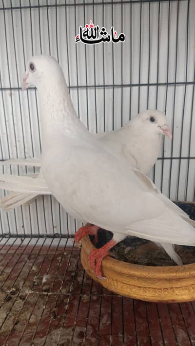 Qasid Breder pair For Sale