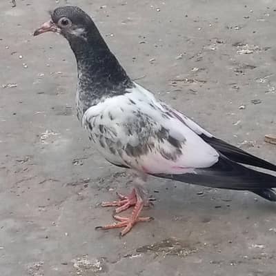 tedy bacha fore sale ful active and ful gami mian urnay wala