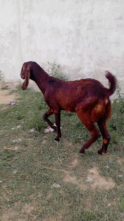 Amritsari Betal Bakra Quarbani 2026 ka Lia