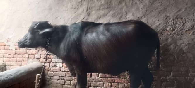 Qurbani Ke Liye Healthy 2 Buffalo for Sale | Non-Pregnant