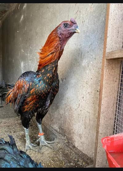 pure dragon Thai chick