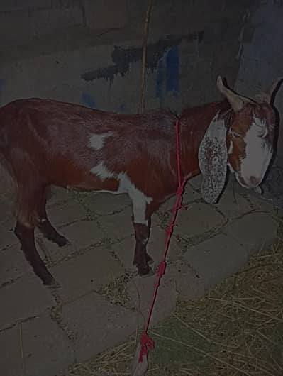 animal