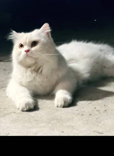 Persian cat