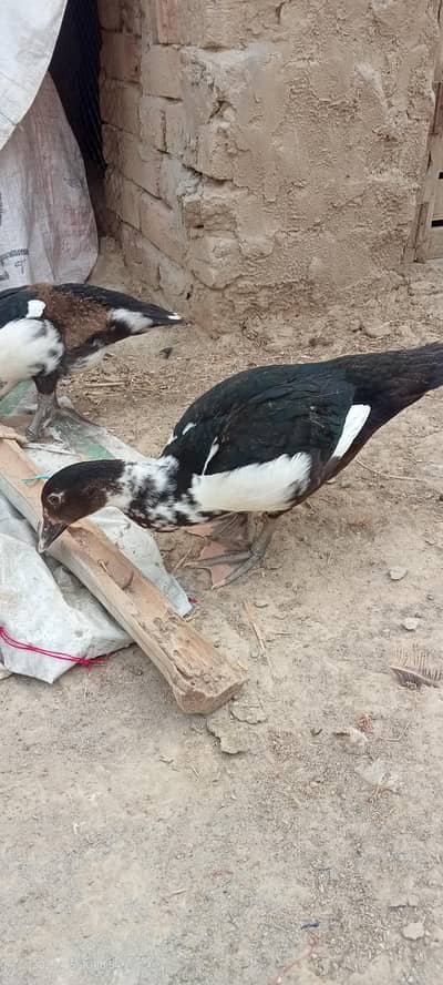 ducks for sale sare bacho ki price 10k hay