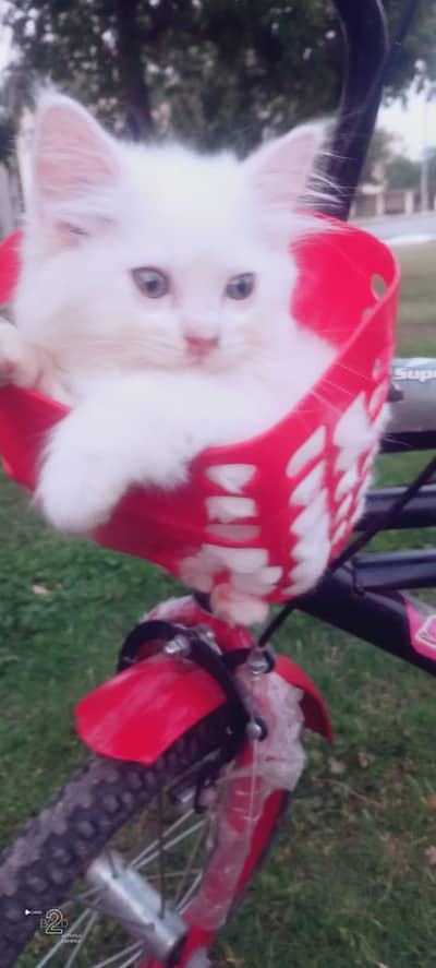Cats Kittens Tripple cot persian