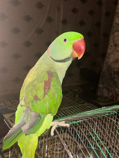 raw parrot male