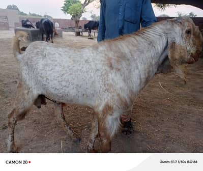eid ul azha