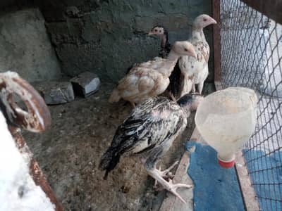 Aseel chicks
