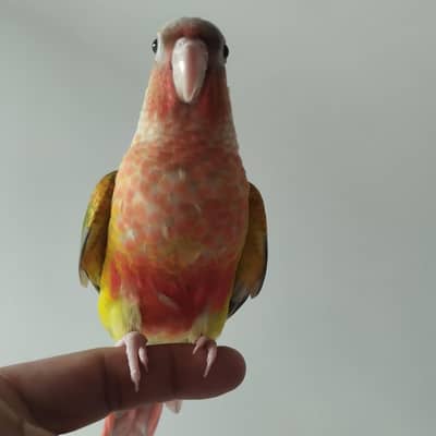 pineapple conure double red factor hand tame fly tame 03214382921