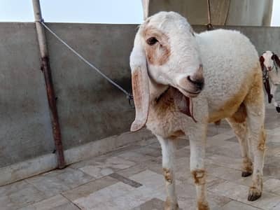 dumba for sale