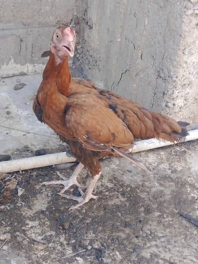 Aseel hen