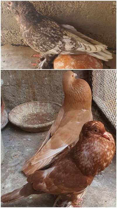 oriental female or pouter pair  (pahlai add pora parh lain)